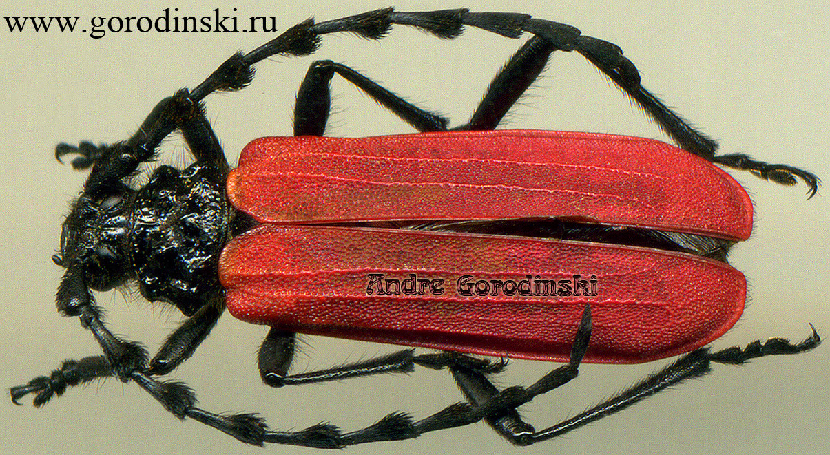 http://www.gorodinski.ru/cerambyx/Falsanoplistes guerryi.jpg